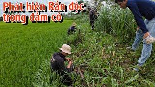 Phát hiện Rắn độc trong đám cỏ | TGSB #936