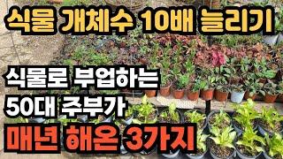 큰 돈 들이지  않고 식물 개채수를 늘리는 방법. 파종, 삽목, 포기나눔으로 식물을 늘려 정원 만들기에 활용하는 방법 소개