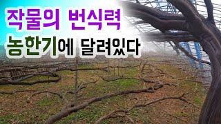 [농한기의 비밀] 겨울에도 나무가 살이 찌고 번식하는 이유