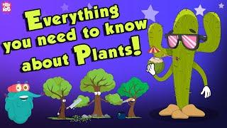 Everything You Need To Know About Plants | Source Of Oxygen | The Dr Binocs Show | Peekaboo Kidz