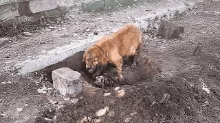 The post-partum depressed mother dog gave birth in a mud pit, critically ill, and refused any help.