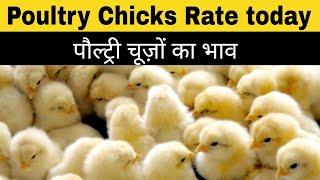 Poultry farm chicks rate, chicks price, broiler chicks rate, murgi farm rates