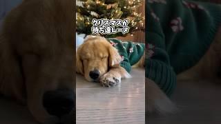 クリスマスーぬさんの動画見て笑ったら寝ろwwwwwww