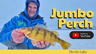 Jumbo Perch on Devils Lake