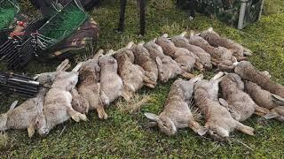 Rabbit Control at its best - East Anglian Pest Control