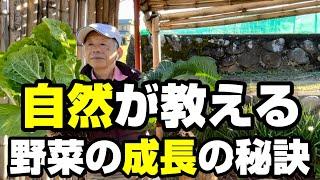 【自然農法 野菜】自然農法の野菜の作り方の秘訣は毛細根です。