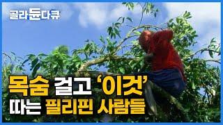 '가족을 위해서라면 버틸 수 있어요.' 30m 나무 위에서 과일 수확하는 필리핀│100% 수작업 망고 농장│세계 기네스북에 등재된 가장 단 망고│극한직업│#골라듄다큐