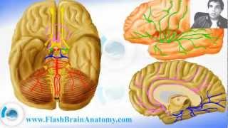 Lessons And 3D Anatomy Software: Brain Arteries 1/2