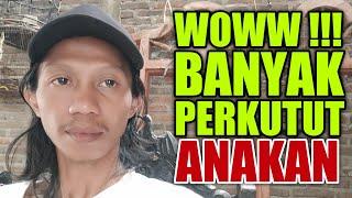 agung nur saladin PUNYA BANYAK PERKUTUT LOLOHAN , mudah mudahan bisa buat umbaran dan jinak gacor .