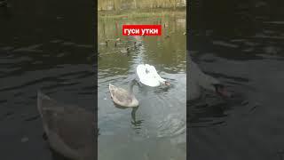 гуси утки