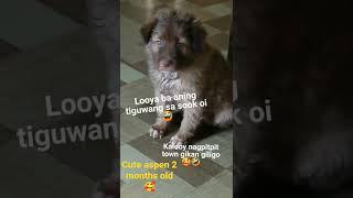 leytenong aspen 2 months old