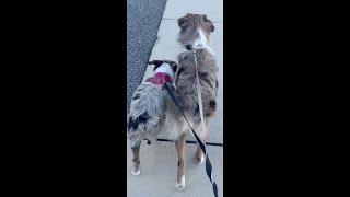 Hilarious Dogs walk #shorts #australianshepherd #aussie