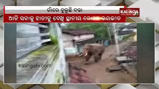 Elephant creates ruckus at Padmapur village in Odisha's Bargarh; Locals panicked || Kalinga TV