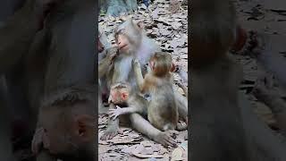 03-02-25 Monkey lovely  #newbornmonkey #monkey #babymonkey  #funny #fypviral #shorts #tiktok #reels