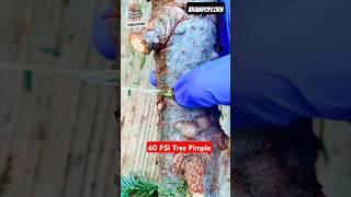 Botany’s Most Unexpected Horror Show: Tree Acne