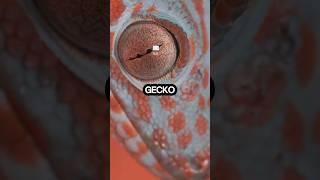 #shorts #didyouknow  #geckos ' Night Vision Is 350 Times Sharper Than Ours! ️