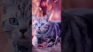 cat  Viral video Shorts #shorts #trending entertainment-farhankhan