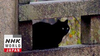 Nara's Todaiji Temple: Deer and Cats - A Cat's-Eye View of Japan