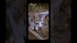 cat is playing #shortvideo #short #comedy #funnycats #tiktok #trendingshorts #vlog #viralvideo