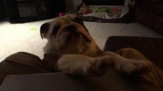 Ollie the English Bulldog says, "STOP WORKING!"