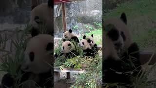 小四宝开饭了，一起玩一起吃一起长大！ #panda #大熊貓