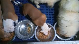 american bully and chow chow in Bangladesh at arko kennel mohera ptc