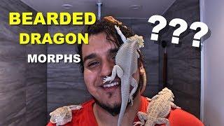 How To Identify What Morph Your Bearded Dragon Is !!!