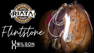 #21 Flintstone - Wilson Cattle Co x Riata Buckle Showcase