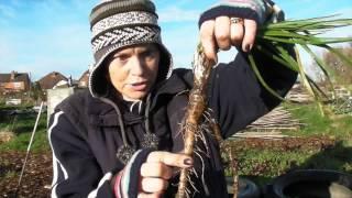 Dig up your salsify - Claire's Allotment part 219