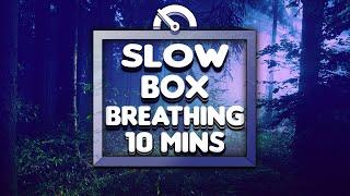 Guided Box Breathing (Slow Counts) | 10 Minutes