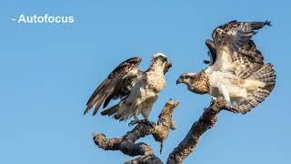 How I Took This Photo: Ospreys