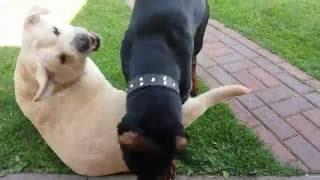 Labrador VS Doberman