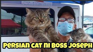 bocaue pet market#mga Persian cat ni boss Joseph