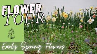 APRIL CUT FLOWER UPDATE: Tulips, Daffodils, and Bare Root Roses!