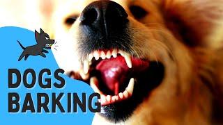 REAL Barking Dog Sounds || Woof Woof! | Live Dogs Barking