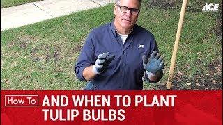 How and When to Plant Tulip Bulbs - Ace Hardware