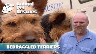 SPCA Rescues Neglected Puppies from Horrific Pet Shop Conditions  | Full Episode | Animal House