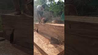 Husqvarna Chainsaw Cutting Big Wood #chainsaw #husqvarna #shorts #1495