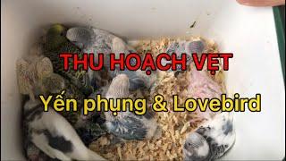 THU HOẠCH CHIM YẾN PHỤNG & LOVEBIRD | QUANGVINHBETTA