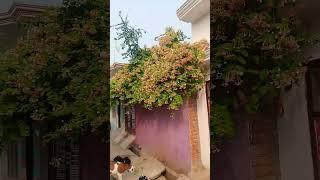 Irshad Ali singer