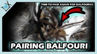 Pairing M. balfouri TARANTULAS TODAY!!!【Tarantula Pairing】