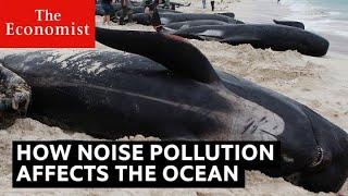 How noise pollution threatens ocean life