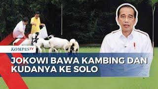 Jokowi Bawa Kambing dan Kudanya Pulang ke Solo