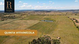 Herdade vitivinícola com 32 hectares em Nisa | REF. 996