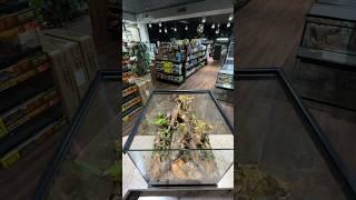 POV Bioactive Dart Frog Build #reptileshop #tucson #bioactive #livingvivarium #dartfrogs #asmr