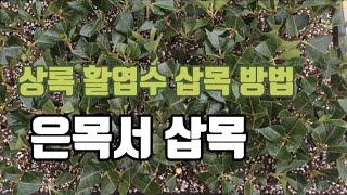 상록 활엽수 삽목 방법, 은목서 삽목 | 귀농적응기