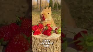 【ASMR】うさぎといちごのコラボ　먹방　#shorts  #ショート動画 #rabbit