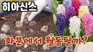 다 썪고 싹이 안나와#히아신스노지월동