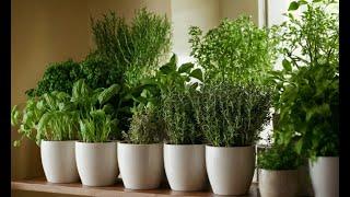 Growing Herbs Indoors: A Beginner's Guide