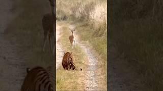 Focus shikar #tiger #wildlife #animals #lion #nature #ranthambor #cats #animal #comedy #feed